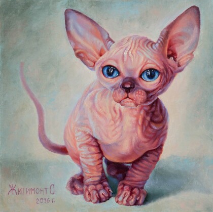 Котёнок сфинкс