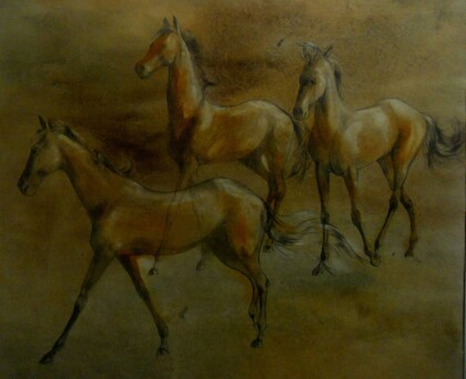 Походка Ахалтекинца