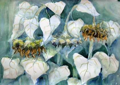 Подсолнухи вечерние