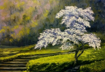 Цветение Сакуры