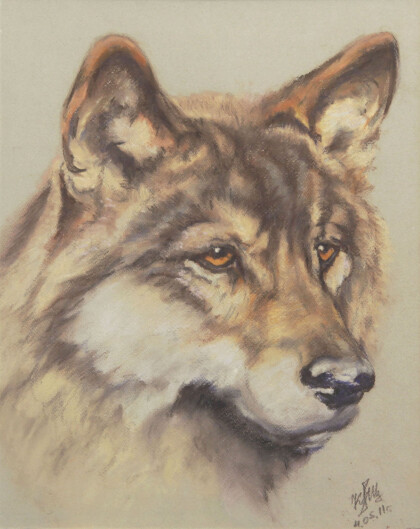 Волк. Московский зоопарк