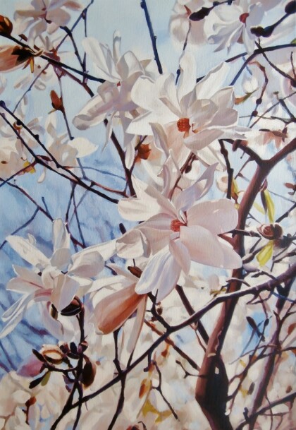 Цветущая магнолия