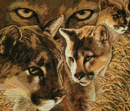 Взгляд пумы