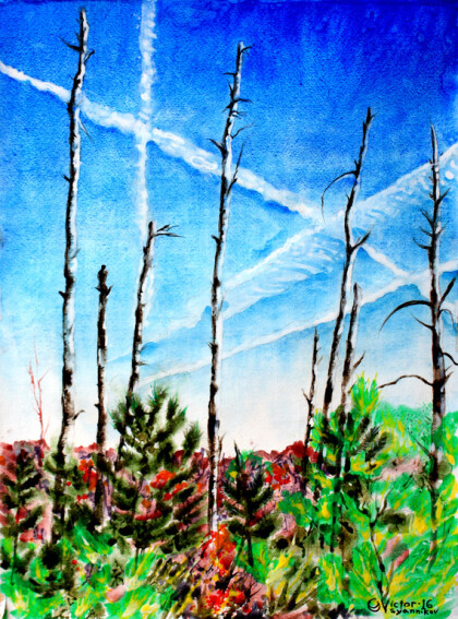 Американская тайга