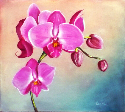 Орхидеи