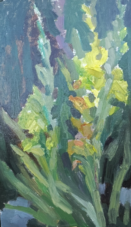 Гладиолусы