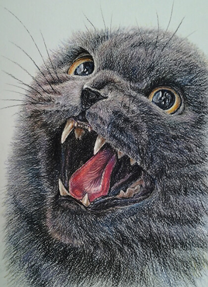 злой вислоухий