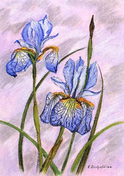 Пастельные ирисы