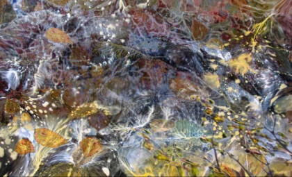 Лстья озера Тегель