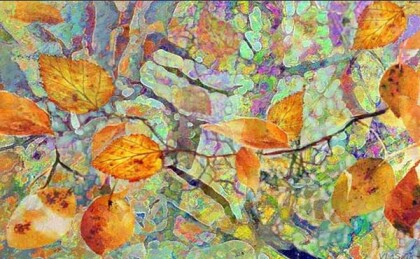 Лесное сияние