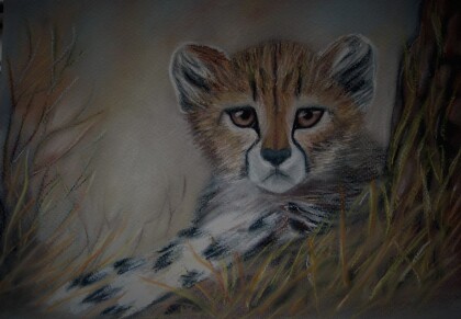 Детеныш гепарда