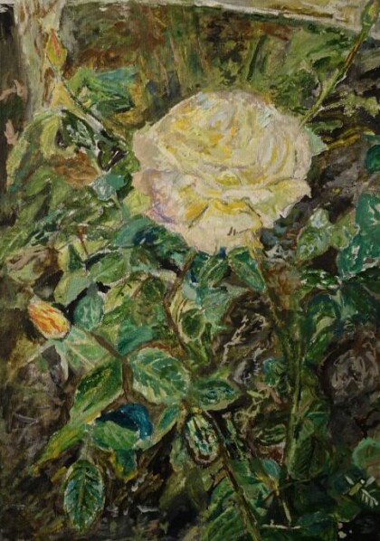 Роза на клумбе