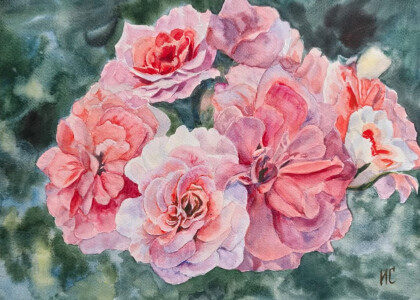 Пеларгония Кара  Роза.