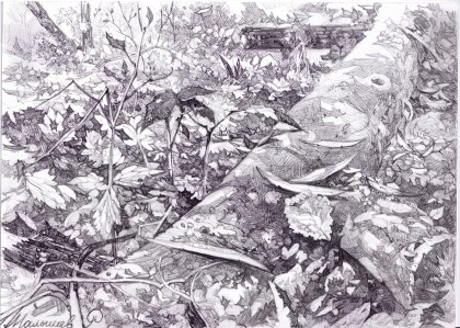 Лесной ковёр