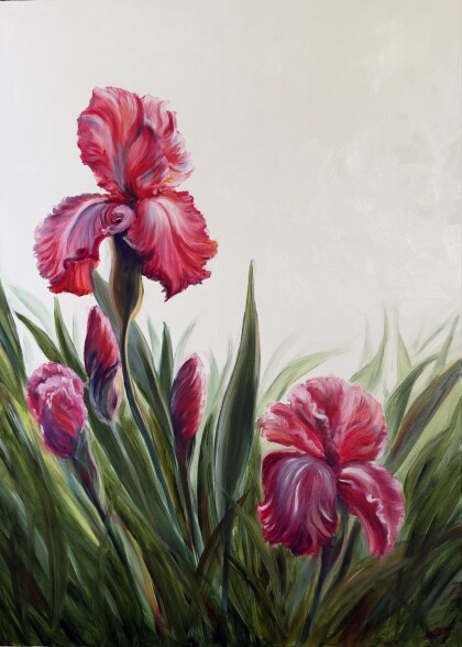 Розовые ирисы